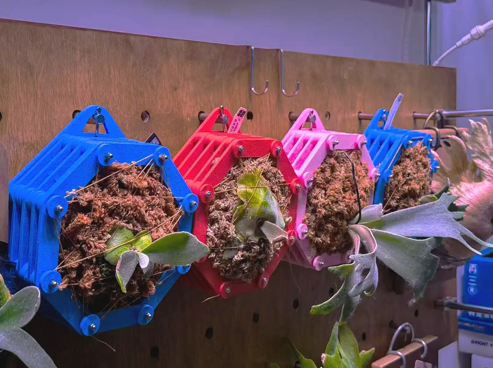 Review of Indoor Hanging Planter for Staghorn Ferns to to Hang Your Moss Ball by Sarah M.