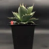 Planter designed for caudiciform plants