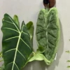 Green Alocasia Leaf Coral Fleece Absorbent Hand Towel