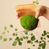 _Plant Hanging Board for moss