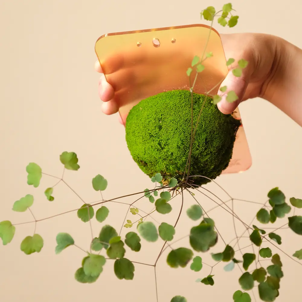 _Plant Hanging Board for moss