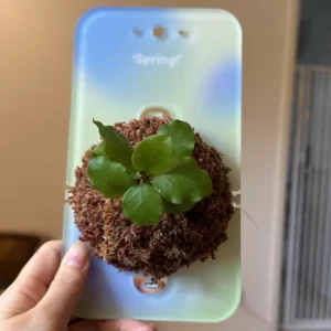 Transparent Acrylic Wall Mount Board for Staghorn Fern - Image 8