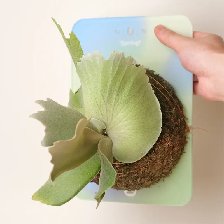 Acrylic Wall Mount Board for Staghorn Fern