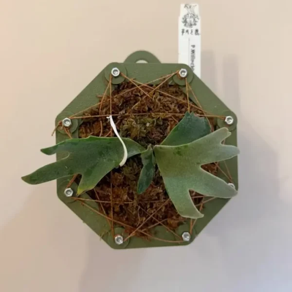 Staghorn Fern Hanging Planter | Basket to Hang Plants