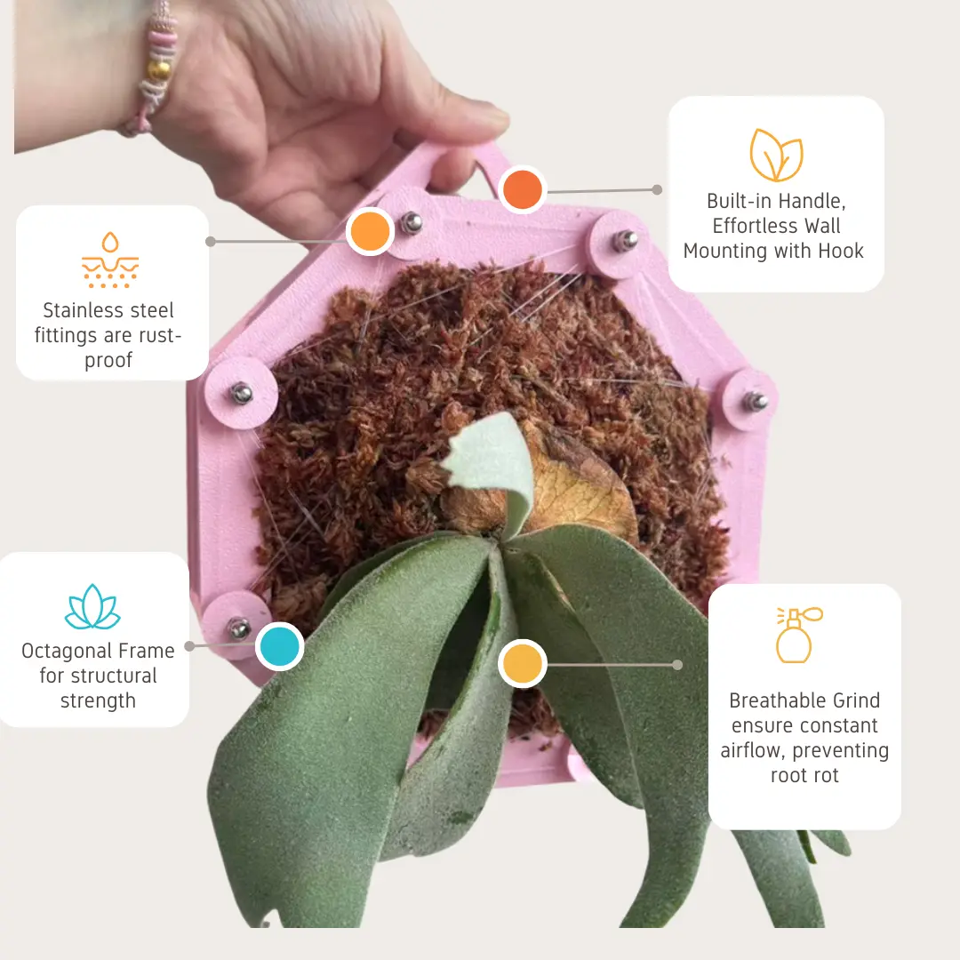 staghorn fern hanging basket , wall mounted planter for ferns pink