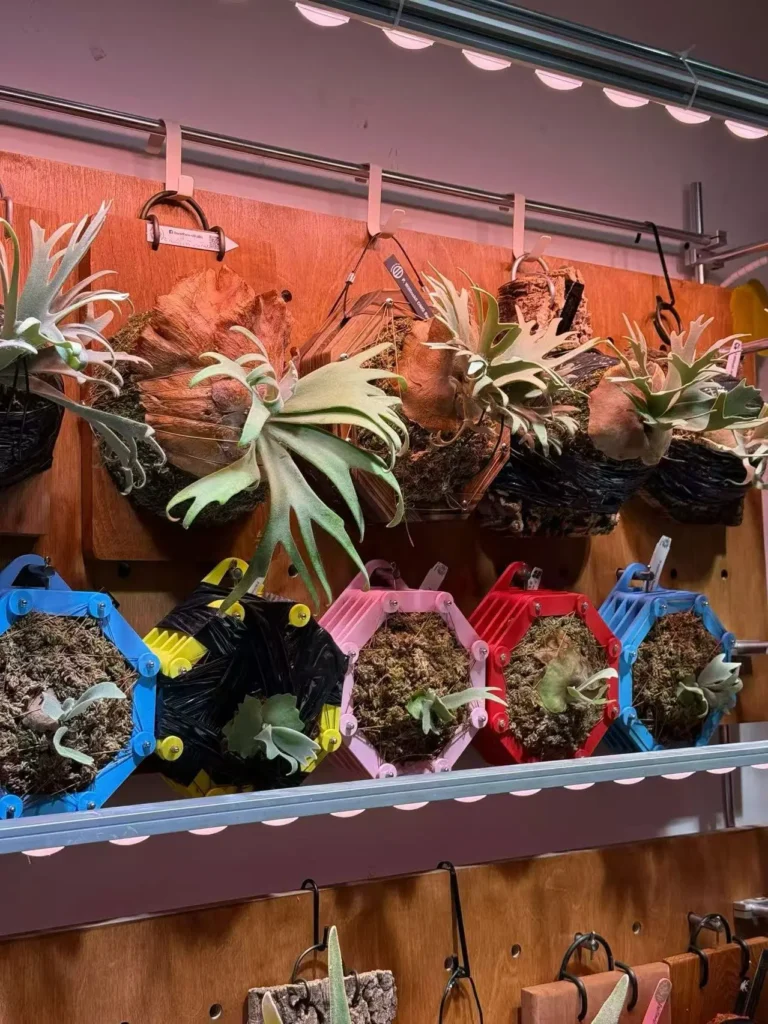 cage style hanging pot for vertical planting - perfect for growing plants in sphagum moss or light substrates , designed for you small hanging garden.