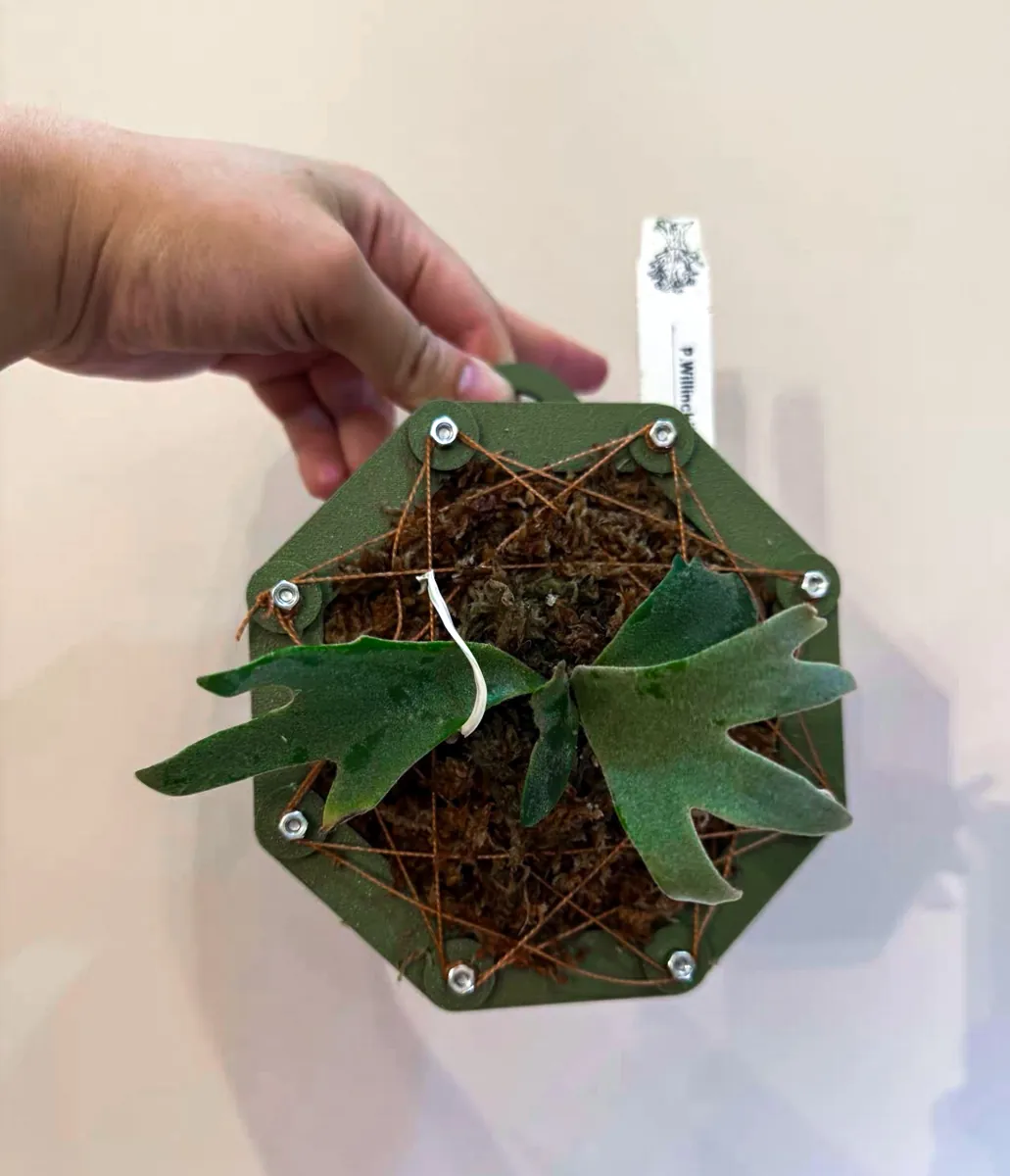 staghorn-fern-mounting-1