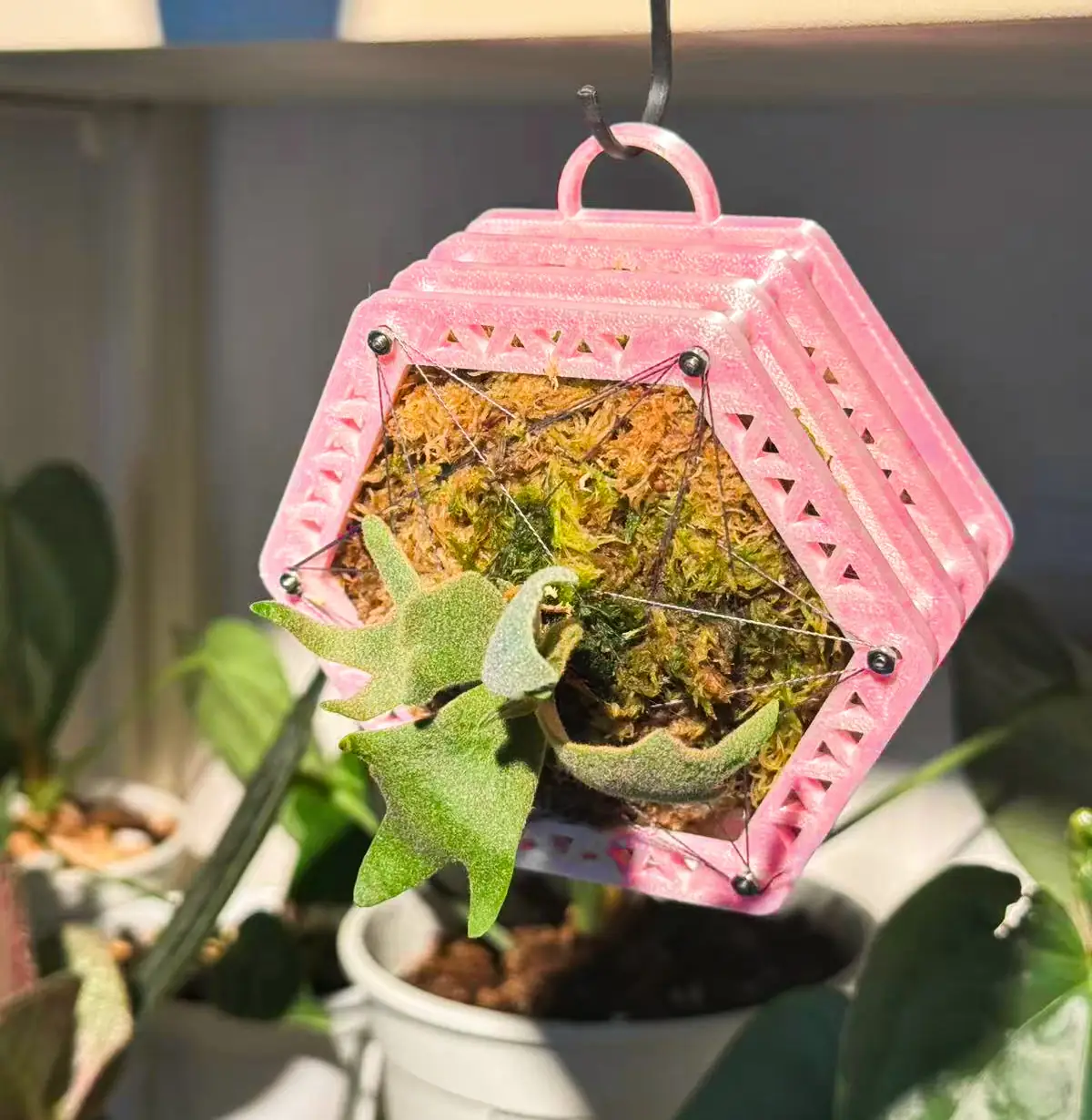 staghorn-fern-mounting-10