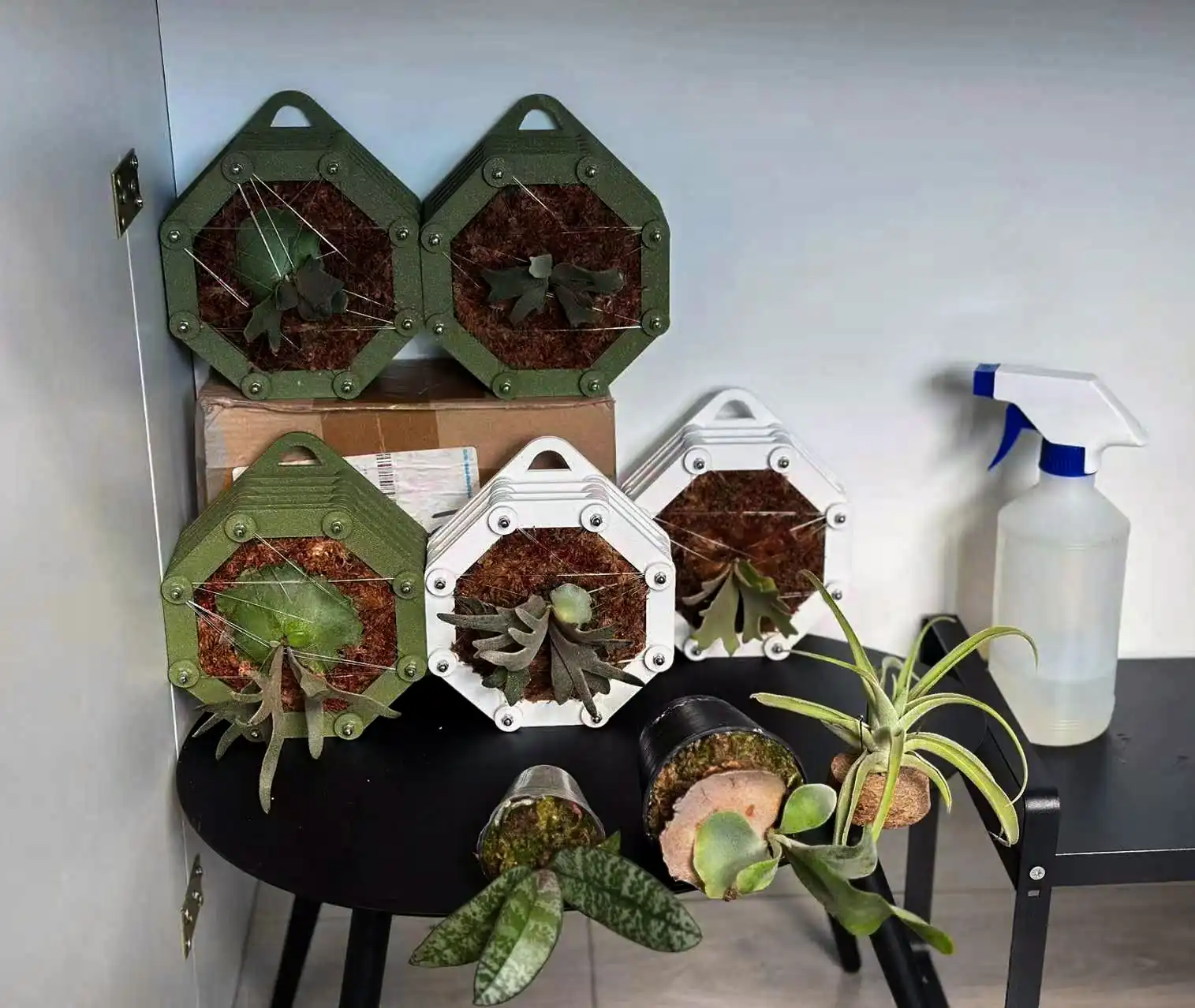 staghorn-fern-mounting-11