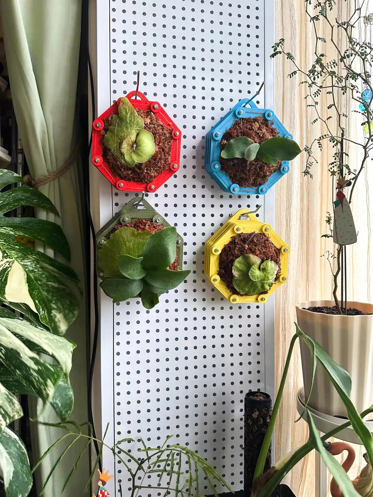 staghorn-fern-mounting-12