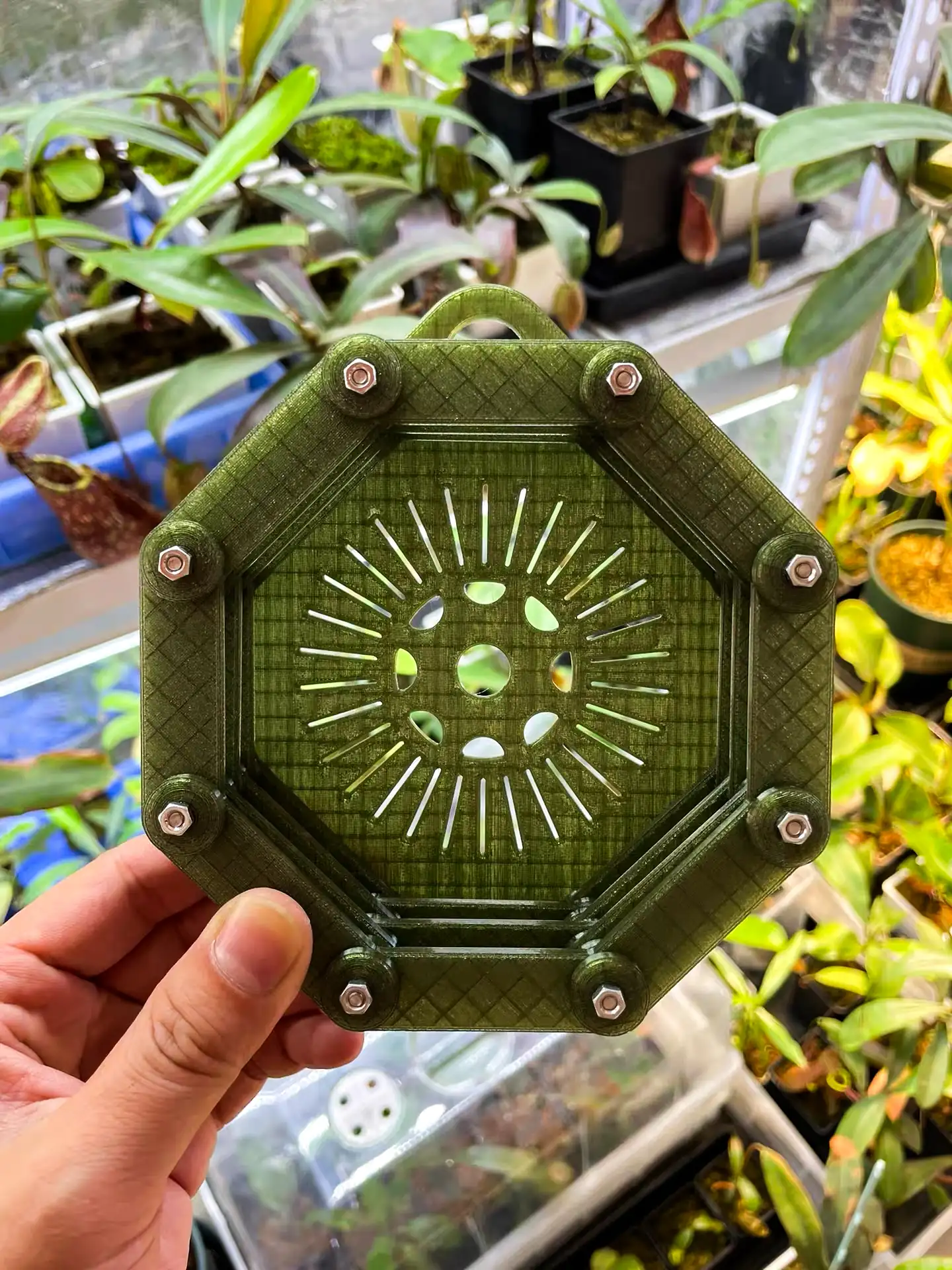 staghorn-fern-mounting-13