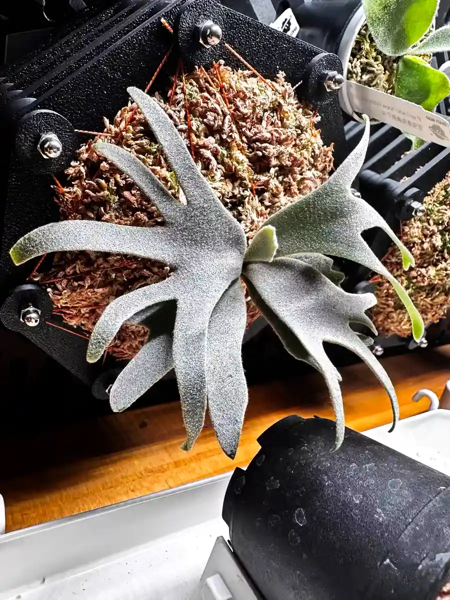 staghorn-fern-mounting-15