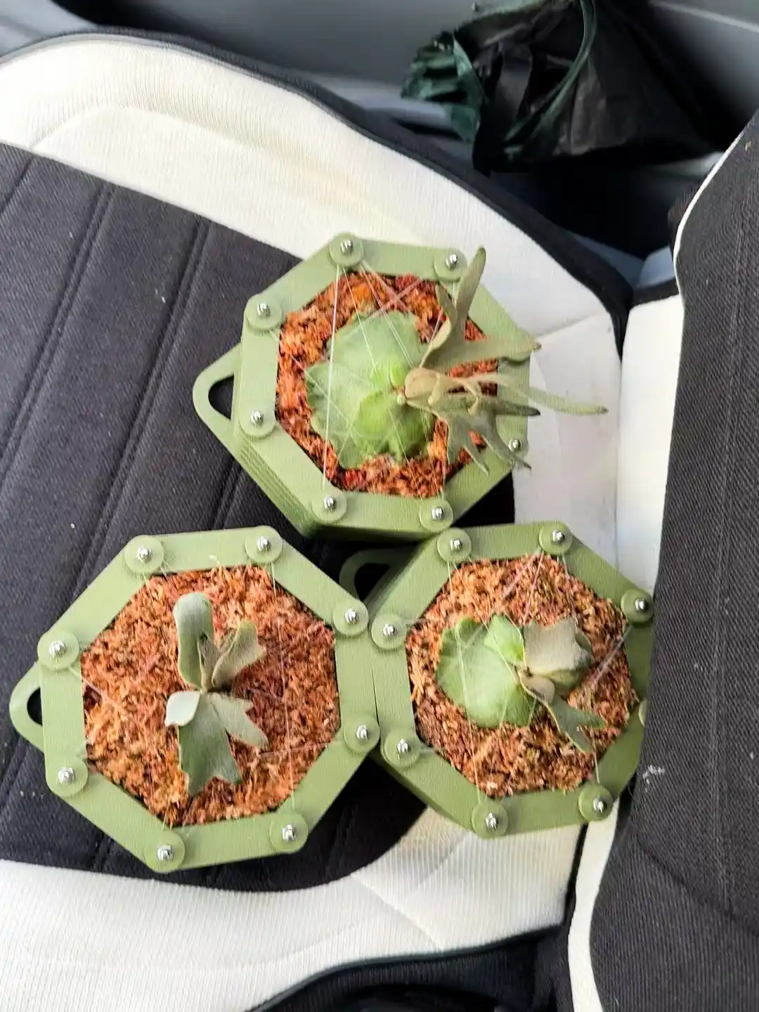 staghorn-fern-mounting-17