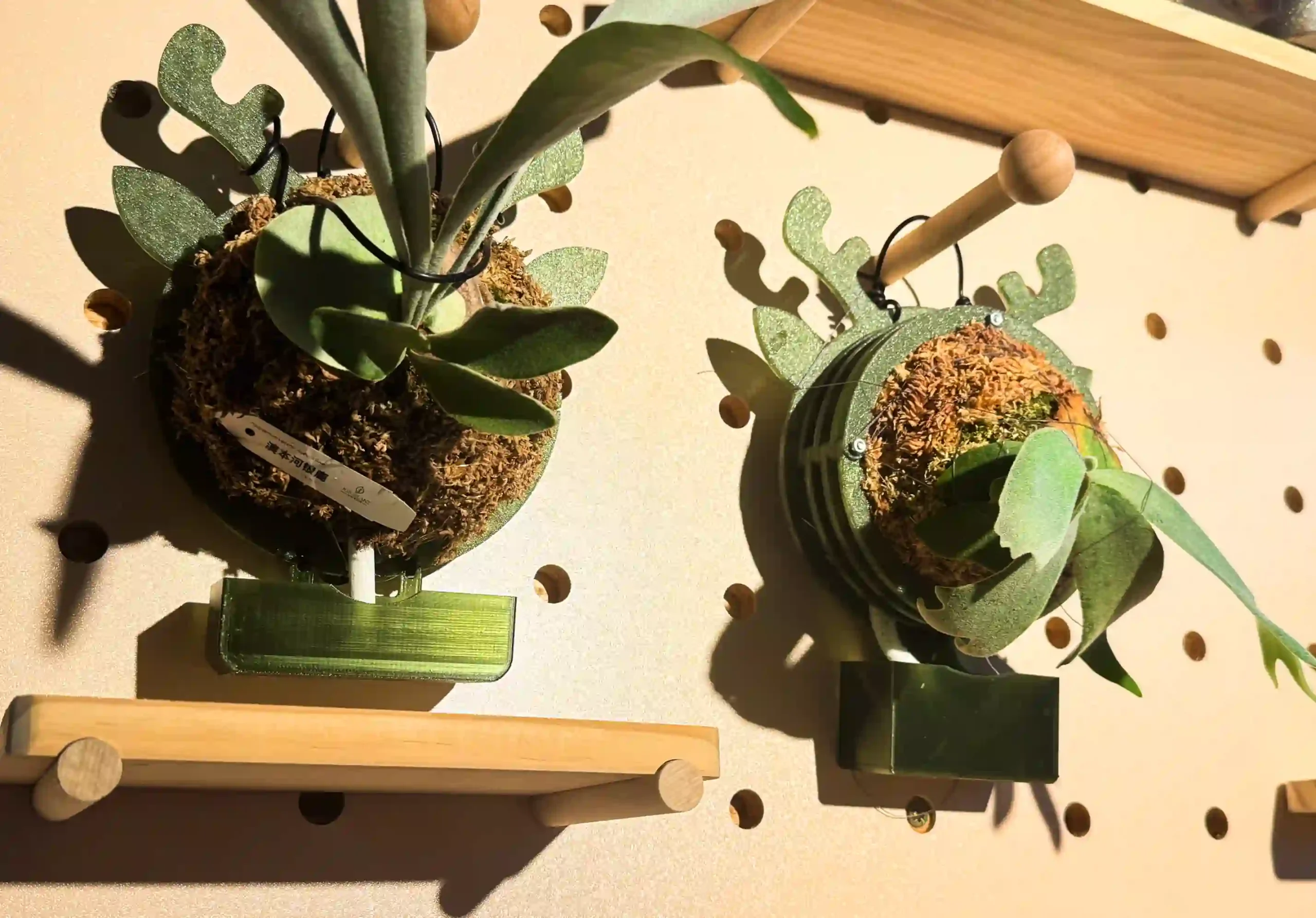 staghorn-fern-mounting-18