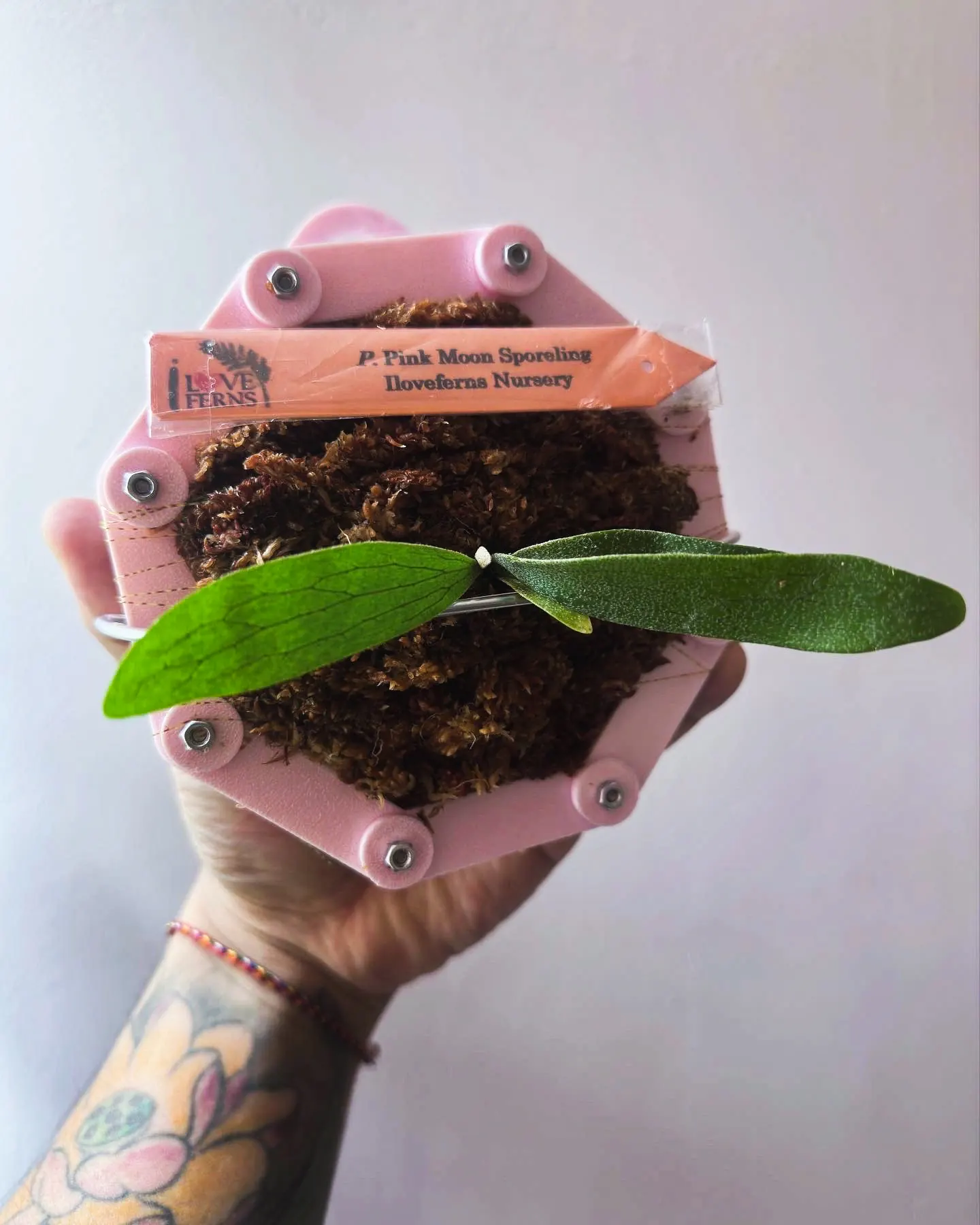 staghorn-fern-mounting-19