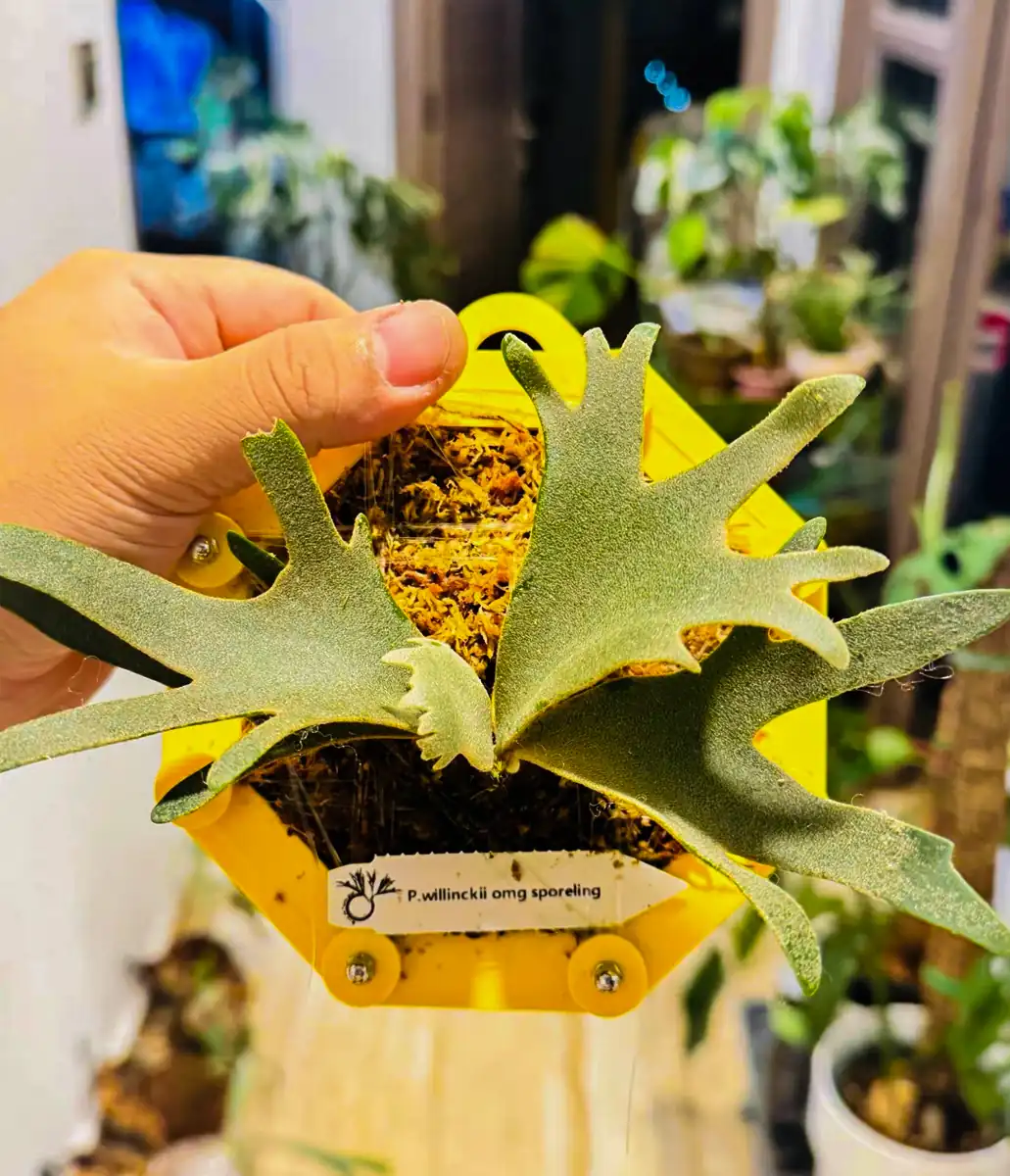 staghorn-fern-mounting-2