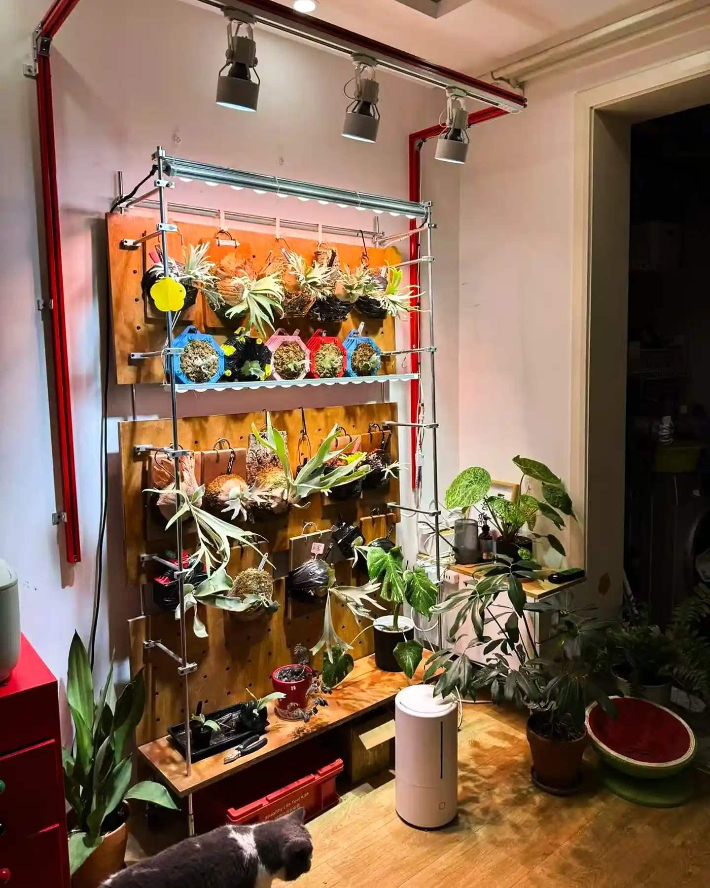 staghorn-fern-mounting-20