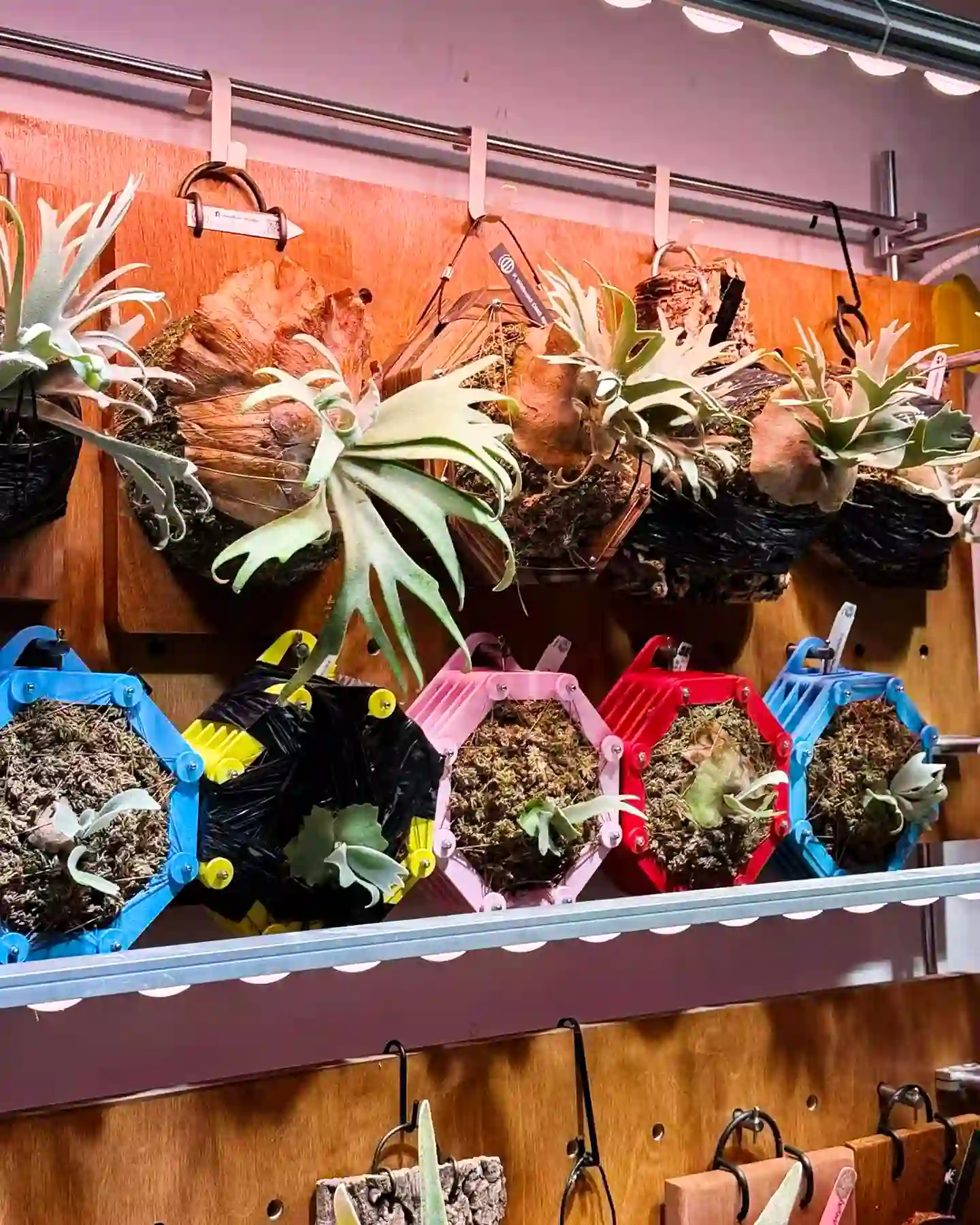 staghorn-fern-mounting-21