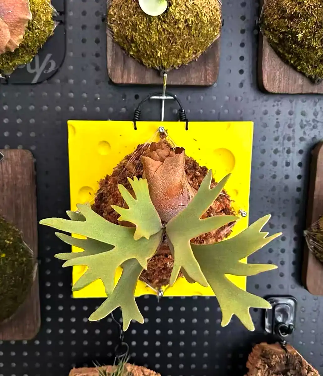 staghorn-fern-mounting-3