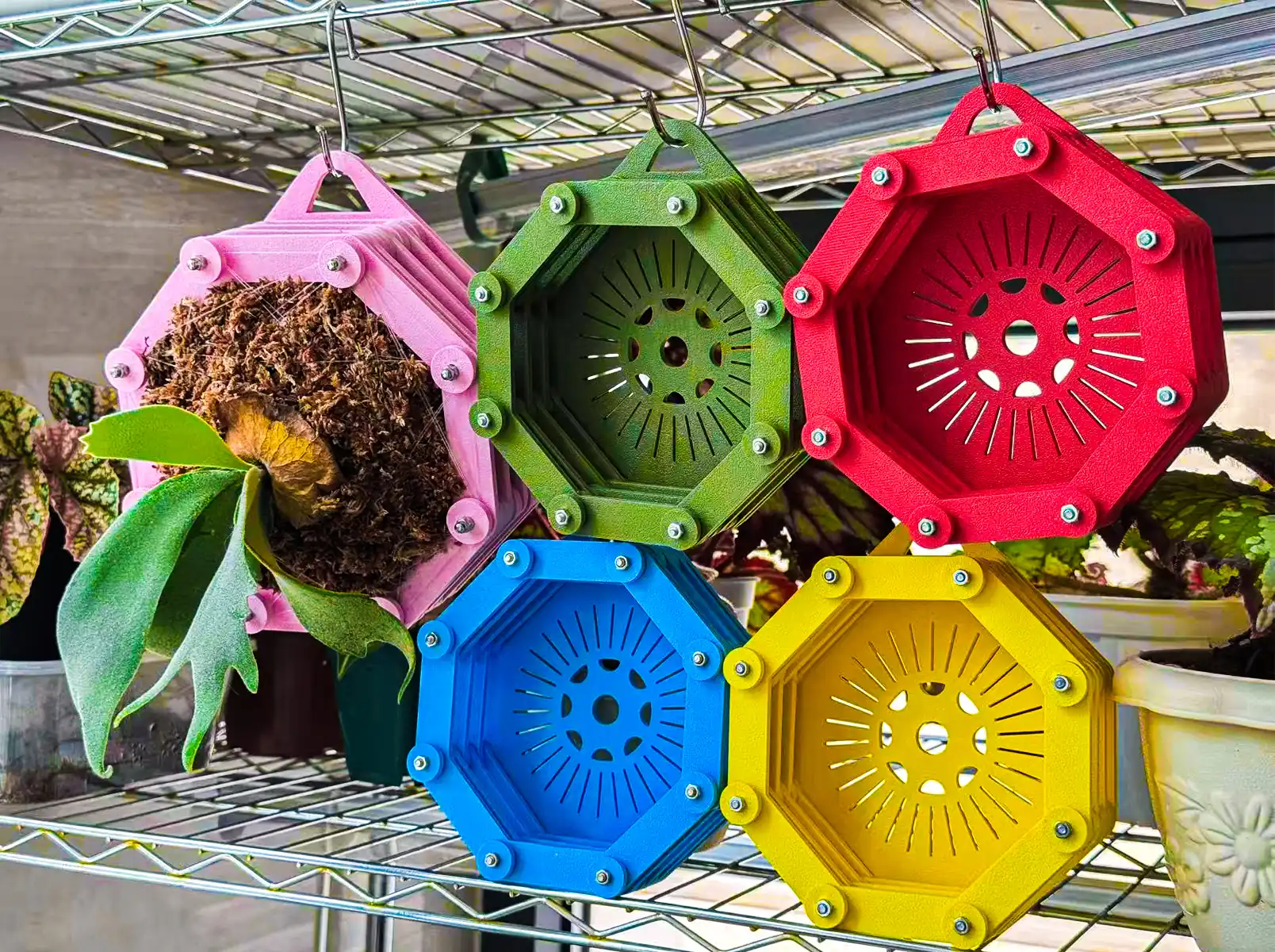 Which planter or basket actually works for staghorn ferns?