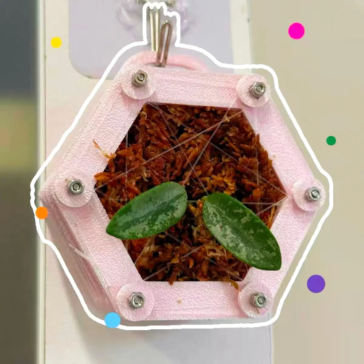 staghorn-fern-mounting-6