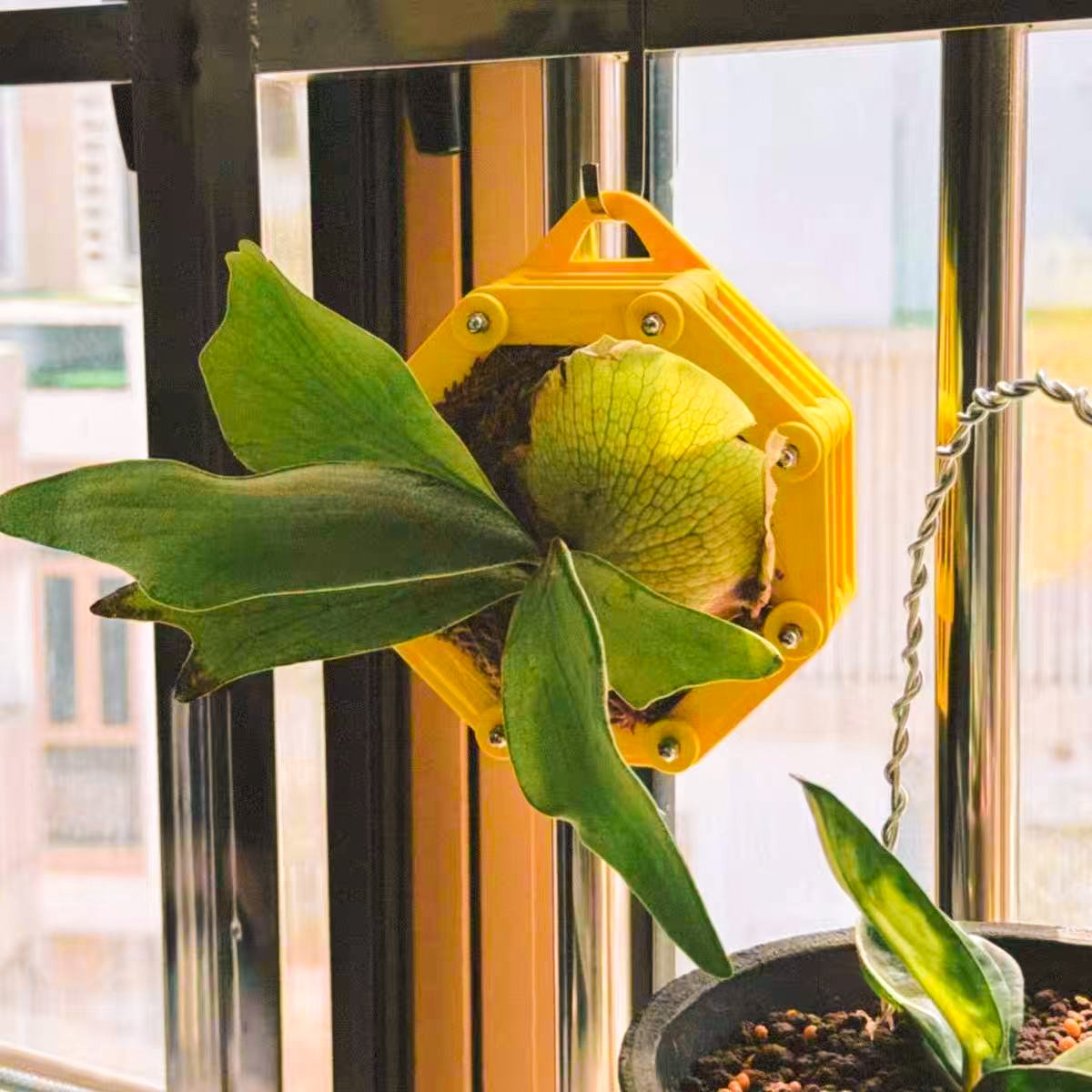 staghorn-fern-mounting-7