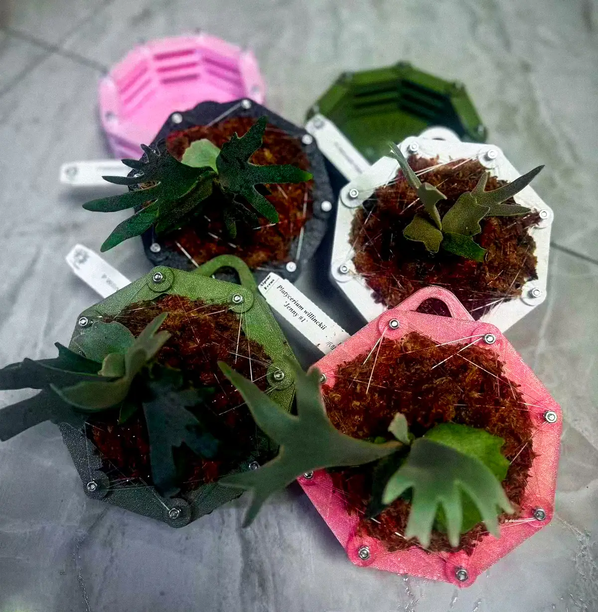 staghorn-fern-mounting-8