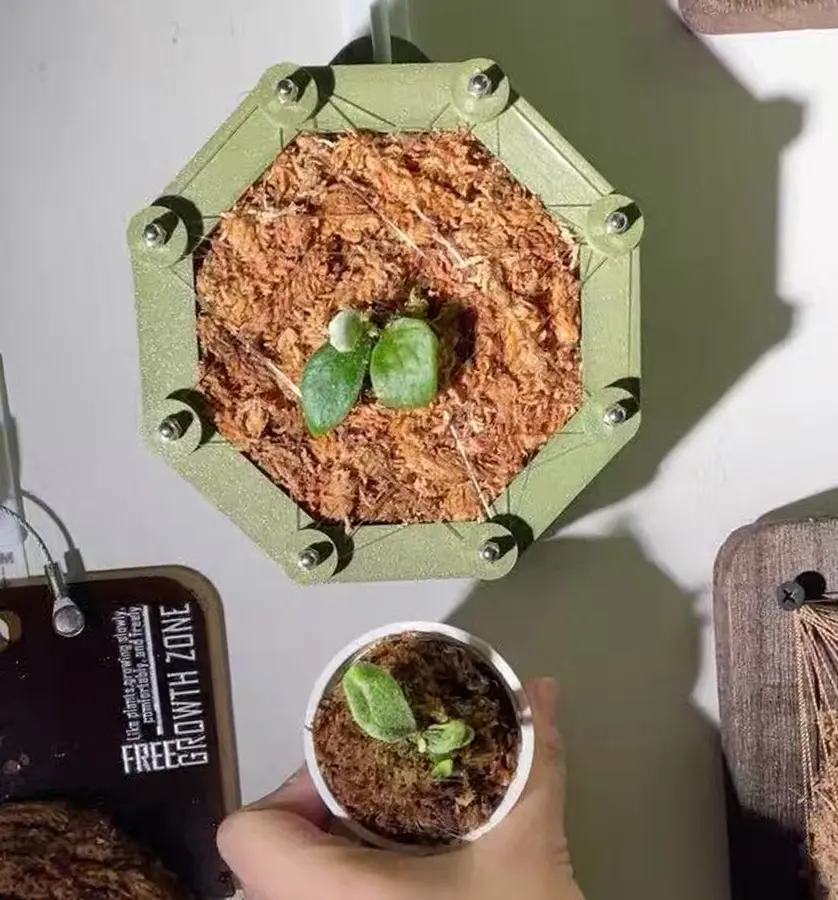 1 Staghorn fern mounted on transparent acrylic wall pot, indoor hanging planter 13 cm diameter green and black buyer feedback