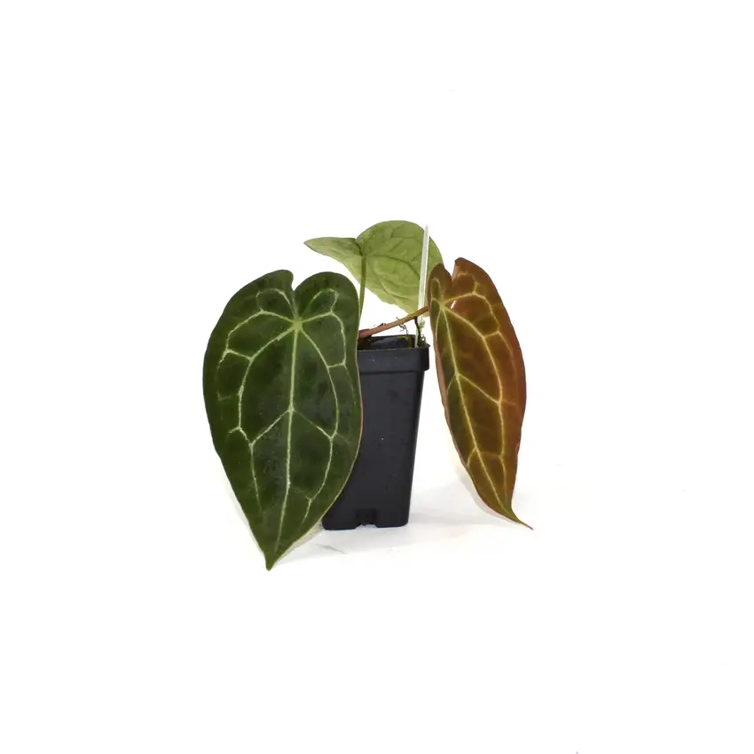 A. forgetii × crystallinum