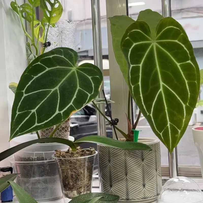 Anthurium magnificum × crystallinum, which is super easy to care for beginners