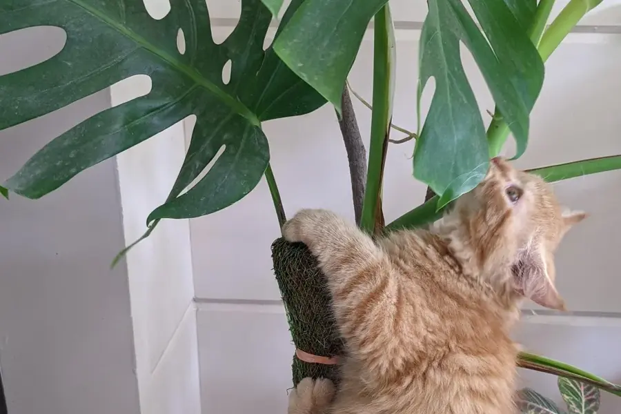 monstera plants are toxic to cats due to calcium oxalate crystals, which can cause immediate symptoms like oral irritation, swelling, drooling, and vomiting if a cat chews or ingests the plant.