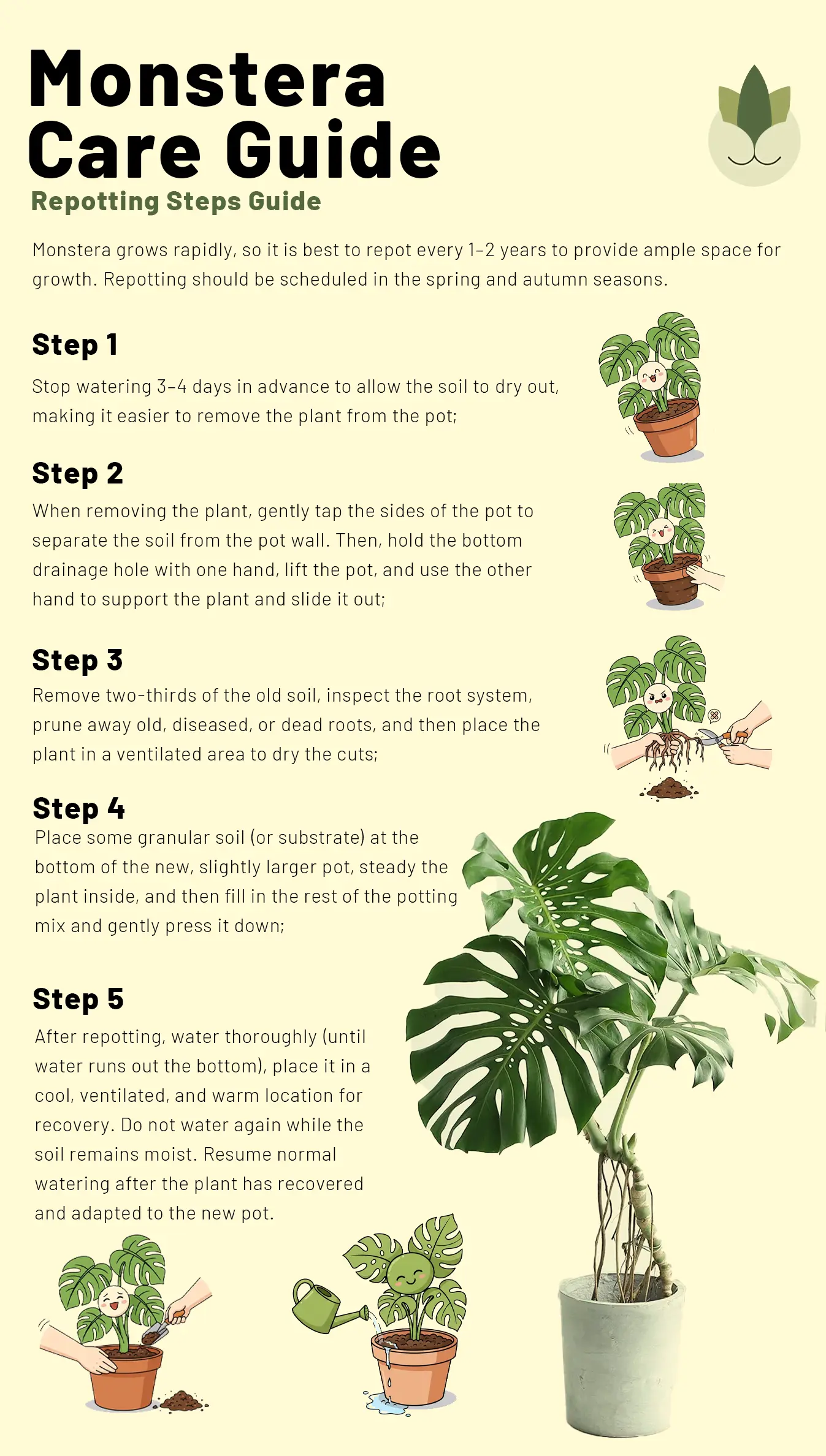 Repotting steps guide for Monstera