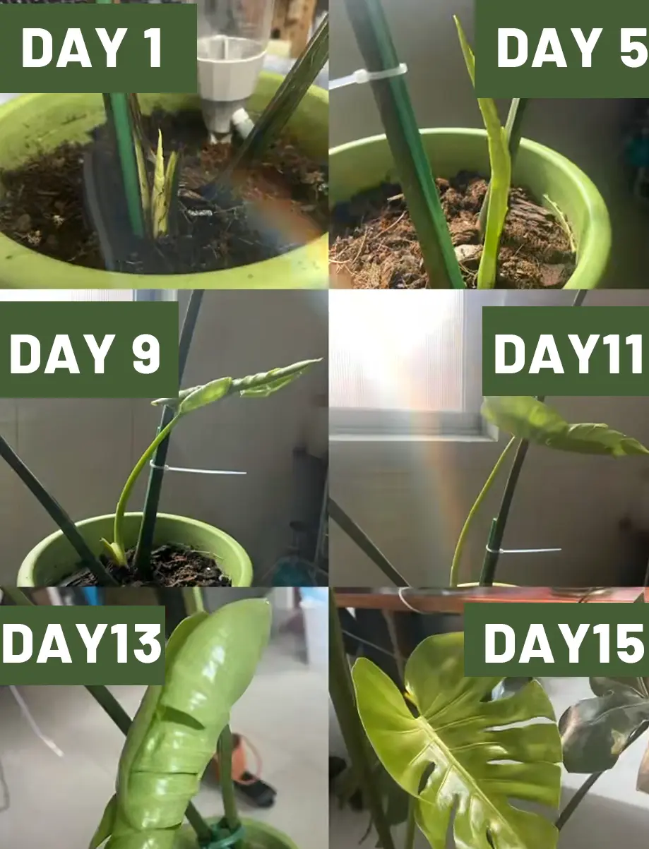 Time-lapse progression of a Monstera Deliciosa new leaf unfurling from the axillary bud, showing growth from day 1 (bud emergence) to day 15 (fully unfurled leaf). Illustrates the rapid development of new foliage on a healthy Monstera plant.