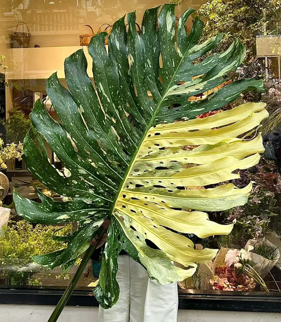 Monstera-deliciosa-Thai-Constellation. Unique cream or light yellow spots, like stars in the night sky, are evenly "sprinkled" on the dark green leaves.