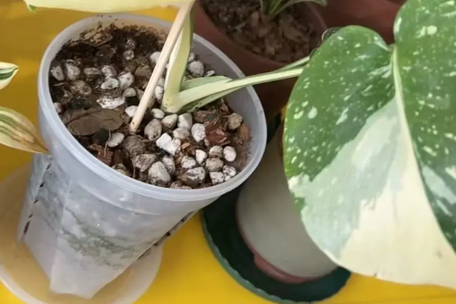 Monsteras Soil mix recipe recommendation 