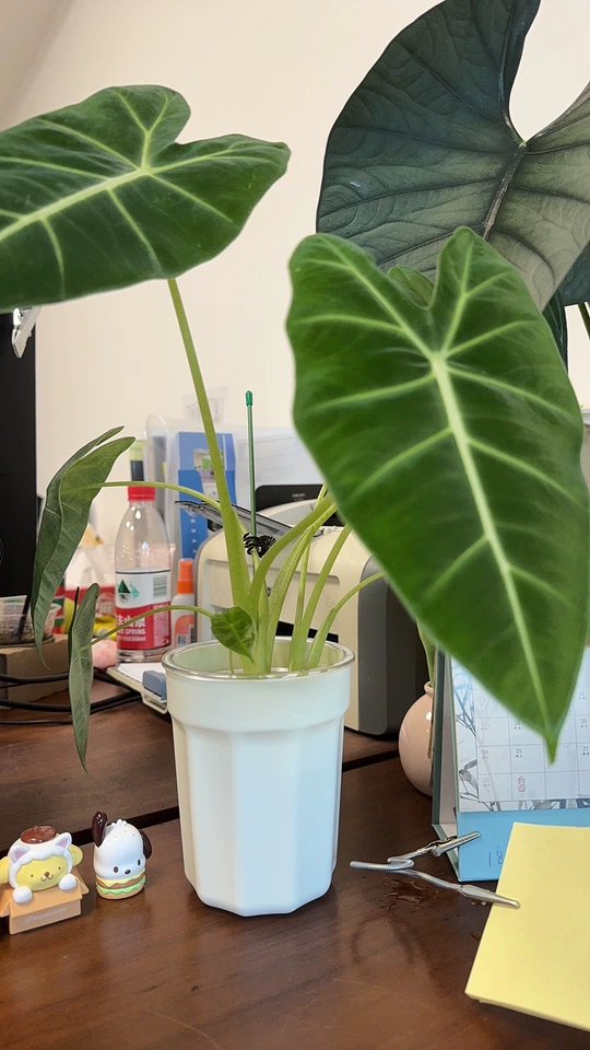 Image #1 from Liam S