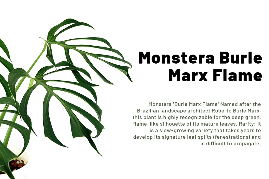 Monstera Burle Marx Flame, a rare and slow-growing Aroid with deep green, flame-like fenestrated leaves. High-value image for rare Monstera collectors and tropical houseplant enthusiasts.