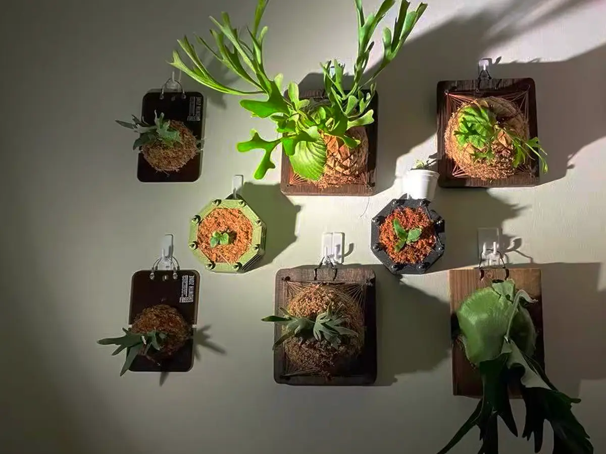 Staghorn fern mounted on transparent acrylic wall pot, indoor hanging planter 13 cm diameter green and black buyer feedback