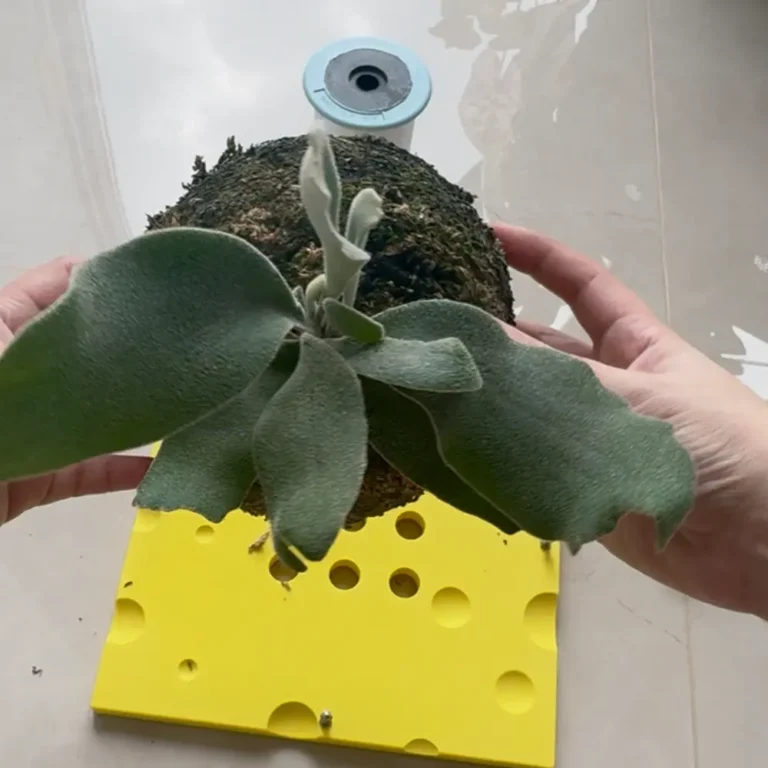 Step 2 Start with your chosen plant