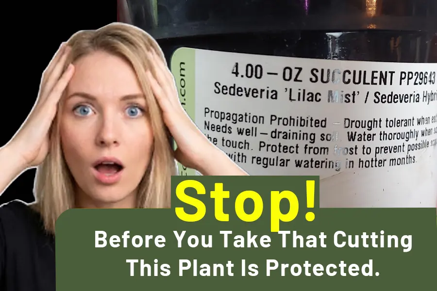 Why This Plant Says ‘Propagation Prohibited’ — And What You Must Know