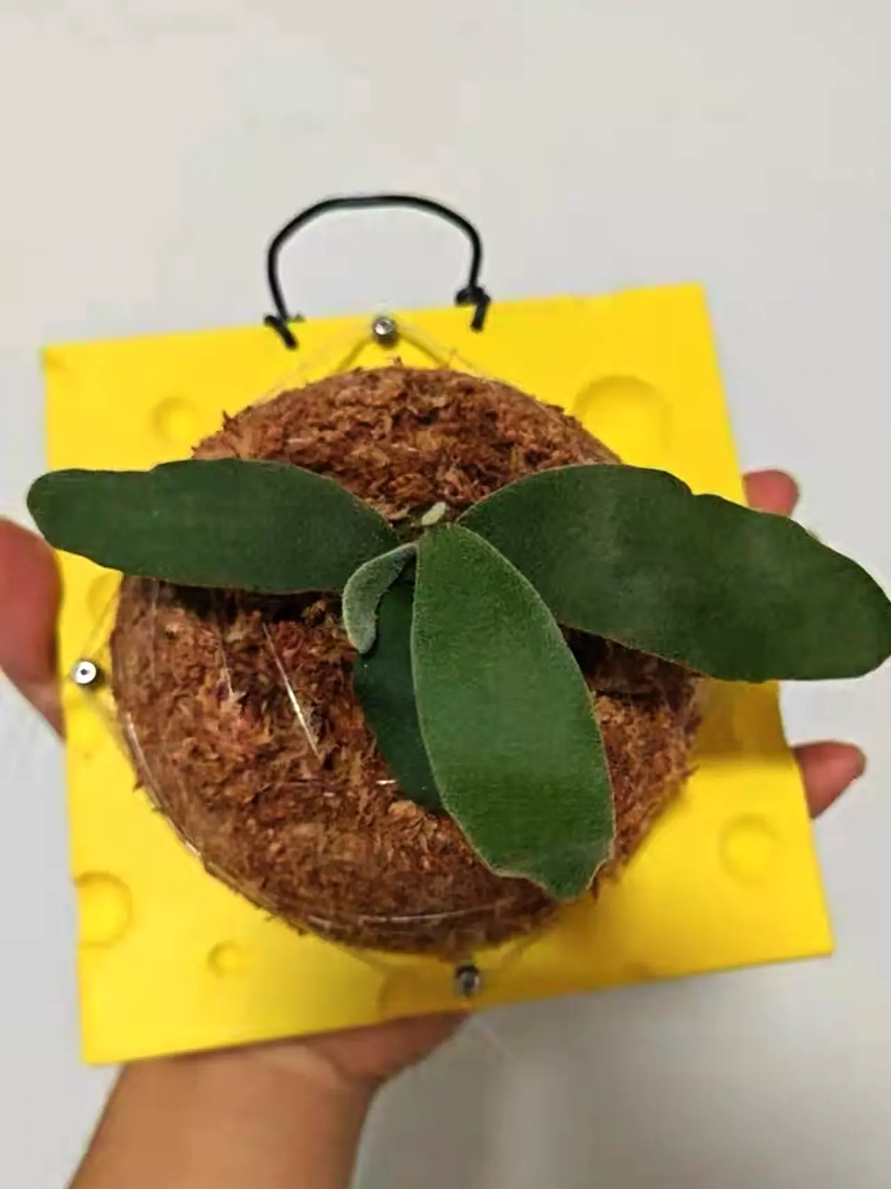 Image #1 from Noahstopbuy