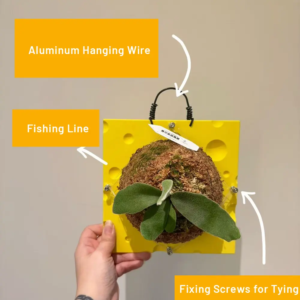 Yellow cheese-style PLA mounting board for staghorn fern with moss ball, showing included aluminum hanging wire, transparent PVC binding line (fishing line), and extra fixing screws as free accessories.