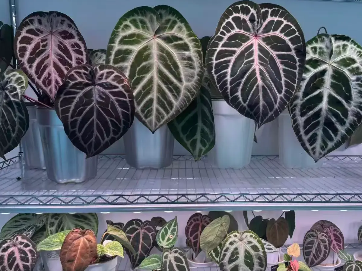 self watering planter for authrium