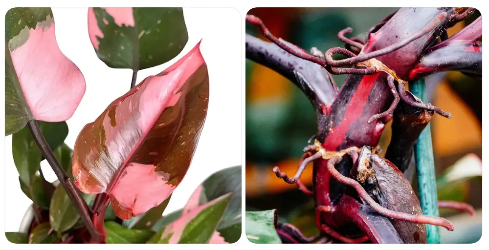 Pink Princess Philodendron vs. Pink Congo