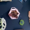 7cm Mini Size hanging planter for Mini Plant or Plant Handwork , Pink one with sticker , can be refrigeraror sticker