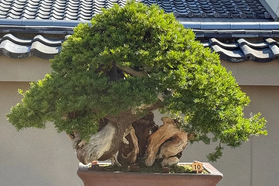 Ancient 800-year-old Japanese White Pine bonsai tree with a thick gnarled trunk in a traditional ceramic pot.