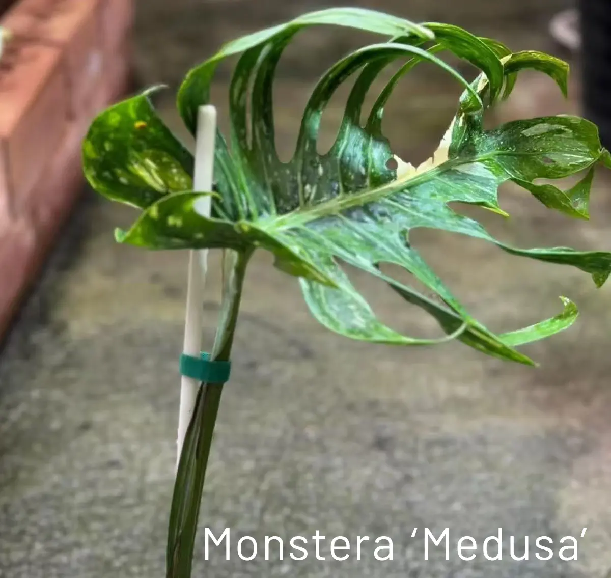 A Monstera ‘Medusa’ leaf with dramatic twisting and irregular contours.