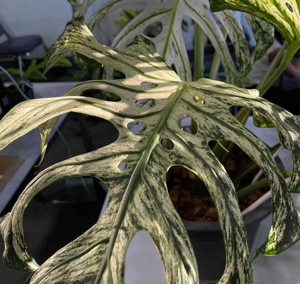 Image Guide to 10 Rare Monstera Varieties (With Price List)
