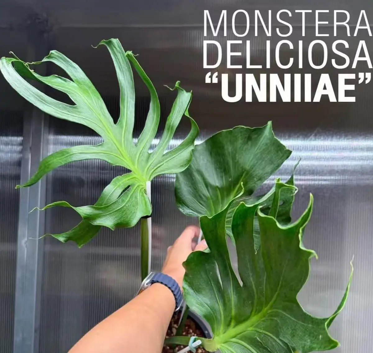 Unniiae is known for its soft, flowing variegation that resembles mineral washes rather than stark contrast.cost USD 4,500–5500 for established 2–3 leaf plants