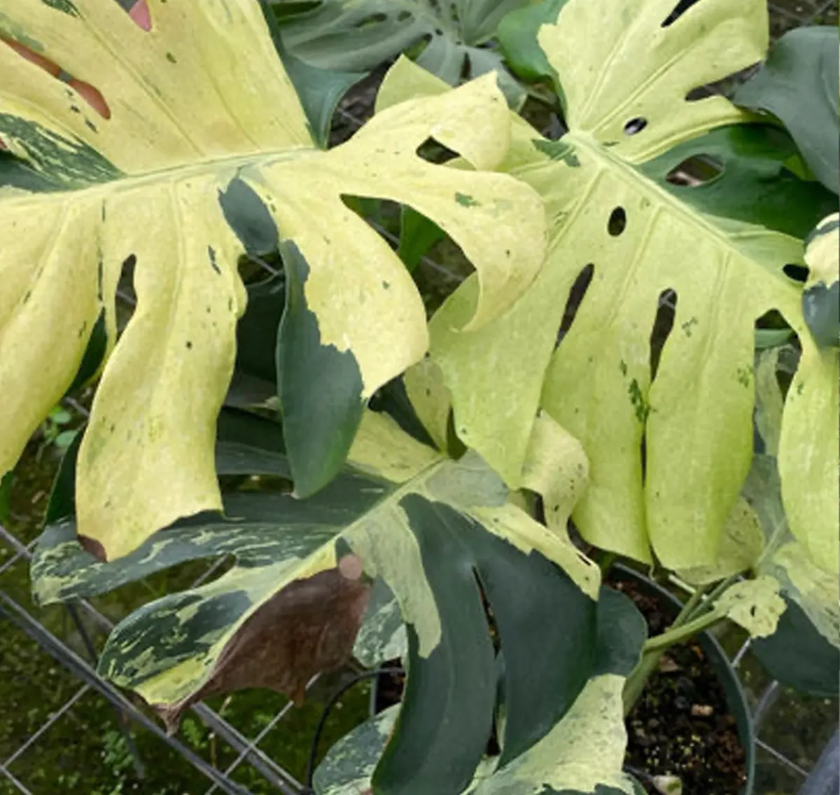 A mature Monstera ‘Masterpiece’ with evenly distributed variegation and wide leaf plates. （USD 6,000–8,000 for mature, verified plants）